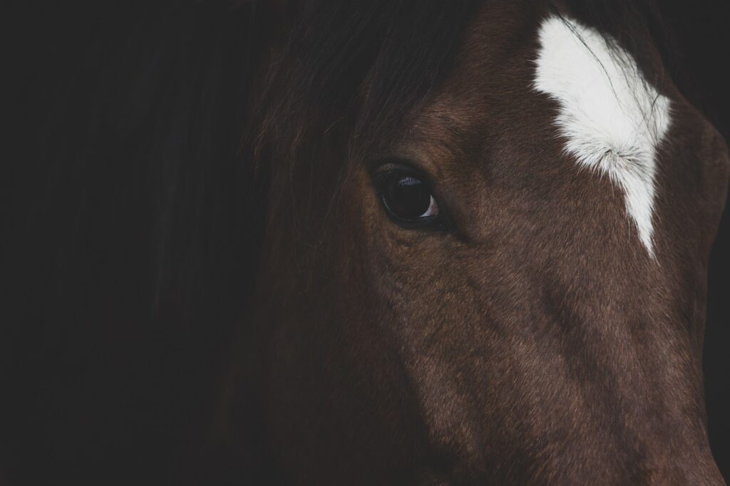 horse, equine, animal, farm animal, horse, horse, horse, horse, nature, horse