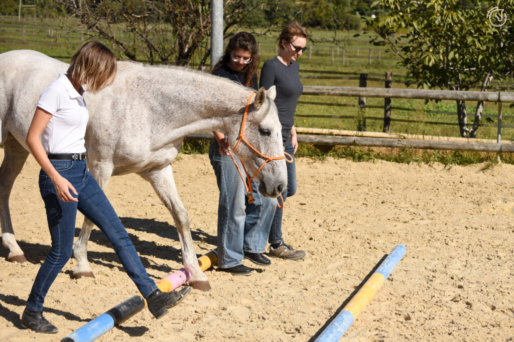 formation leadership management assisté par les chevaux équicoaching