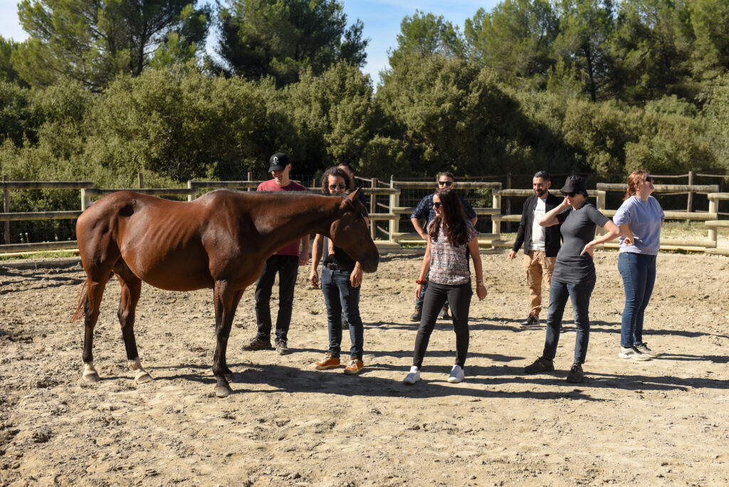 groupe séminaire équicoaching équipe
